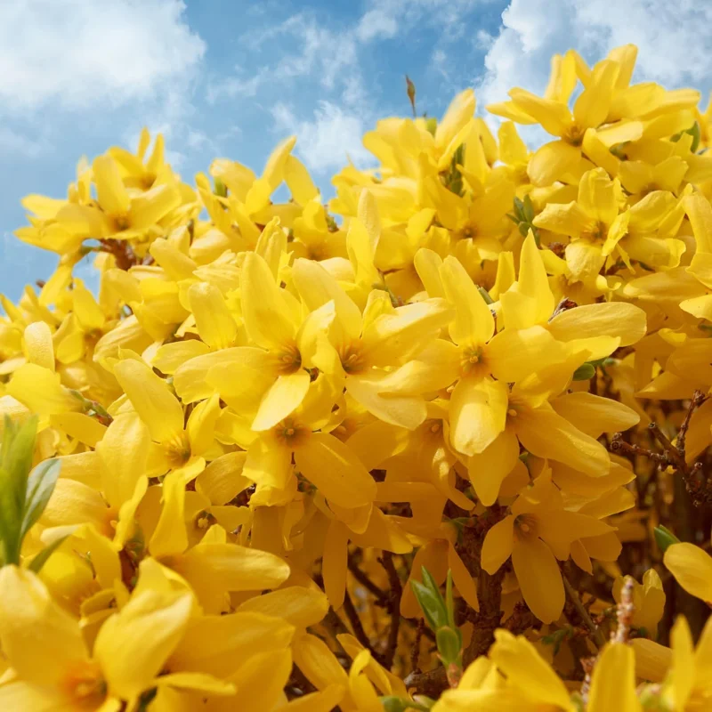 Set of 2 Forsythia Plants Live, Lynwood Bare Root Shrubs, 1-2 Ft Tall, Outdoor - Image 1