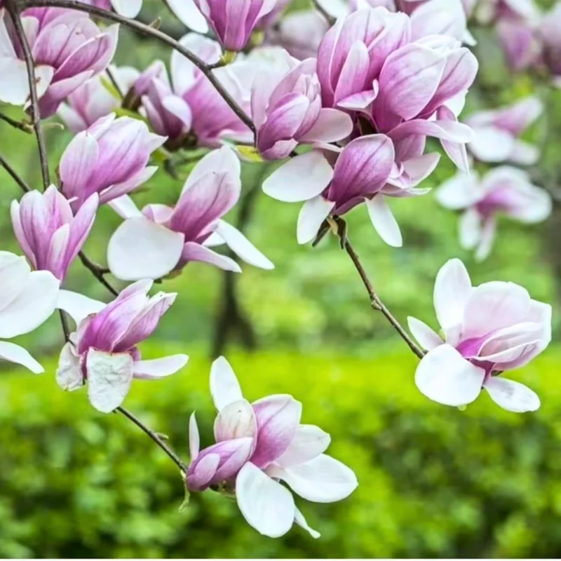 Set of 2 Jane Magnolia Tree Live Cuttings, 8-12 Inches Tall, Outdoor Hardy - Image 3