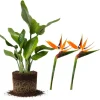 Set of 2 Orange Bird of Paradise Live Plants, 4-6 Inch Tall, Outdoor Tropical - Image 1