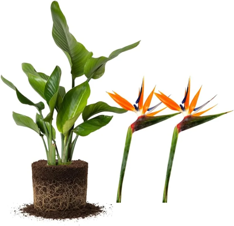 Set of 2 Orange Bird of Paradise Live Plants, 4-6 Inch Tall, Outdoor Tropical - Image 1