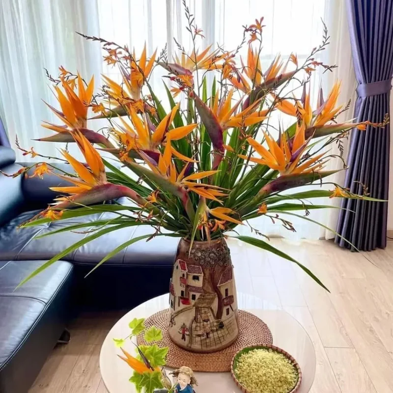 Set of 2 Orange Bird of Paradise Live Plants, 4-6 Inch Tall, Outdoor Tropical - Image 3