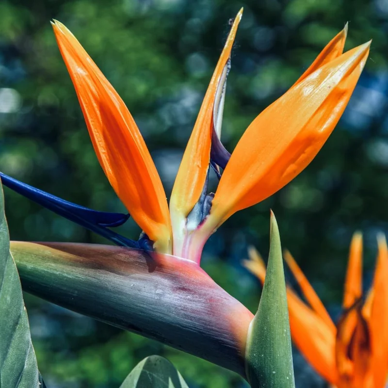 Set of 2 Orange Bird of Paradise Live Plants, 4-6 Inch Tall, Outdoor Tropical - Image 7
