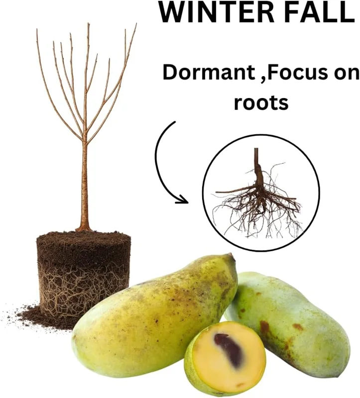 Set of 2 Pawpaw Tree Bare Root Plants, Live Fruit Trees, 6-12 Inch Tall, Outdoor - Image 3