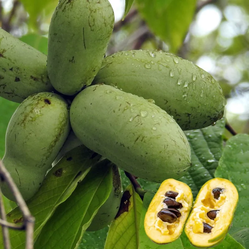 Set of 2 Pawpaw Tree Bare Root Plants, Live Fruit Trees, 6-12 Inch Tall, Outdoor - Image 1