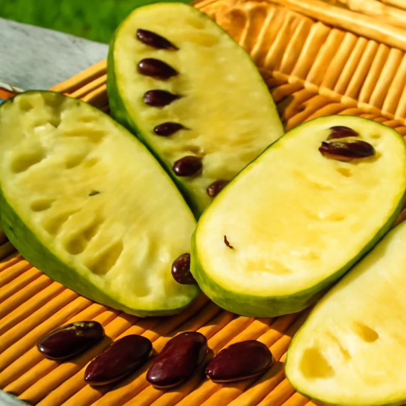 Set of 2 Pawpaw Tree Bare Root Plants, Live Fruit Trees, 6-12 Inch Tall, Outdoor - Image 5