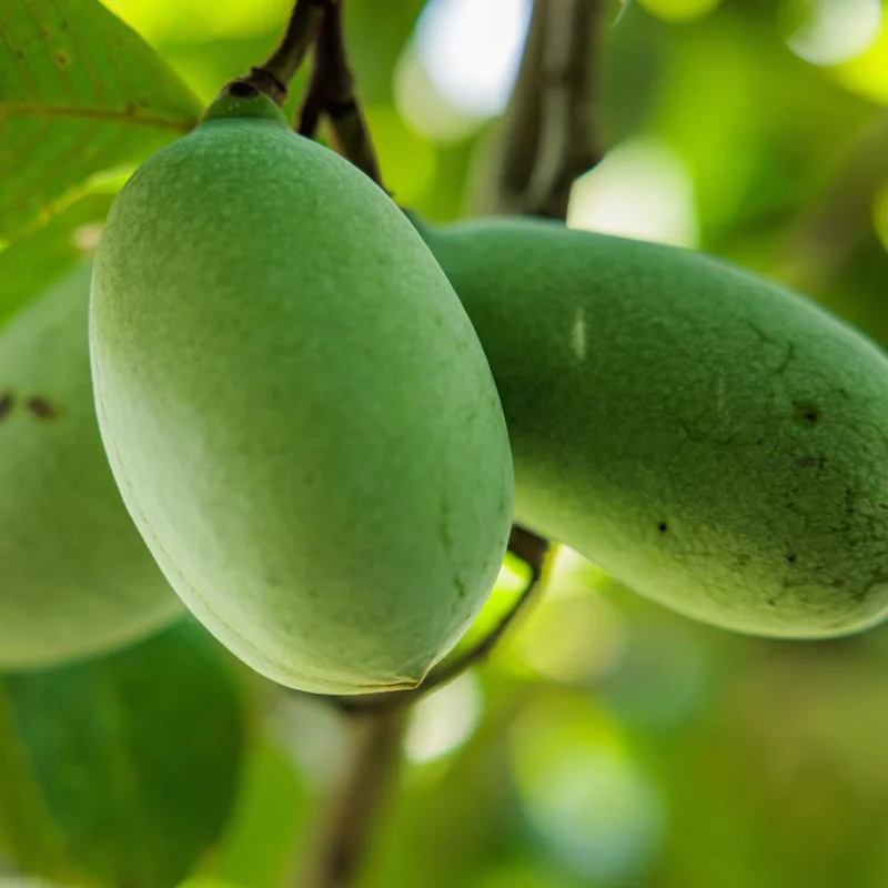 Set of 2 Pawpaw Tree Bare Root Plants, Live Fruit Trees, 6-12 Inch Tall, Outdoor - Image 6