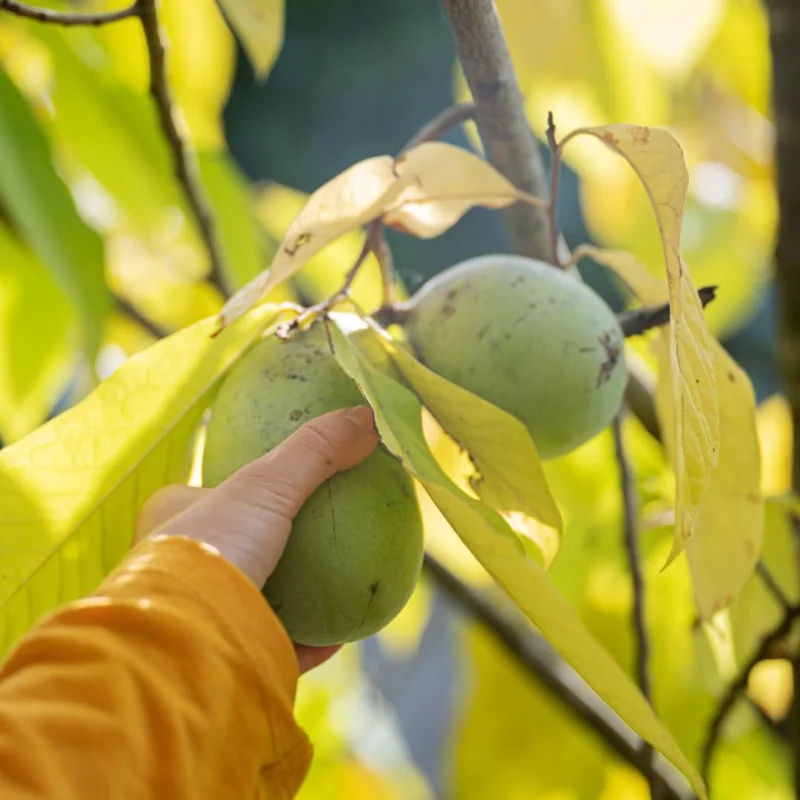 Set of 2 Pawpaw Tree Bare Root Plants, Live Fruit Trees, 6-12 Inch Tall, Outdoor - Image 7