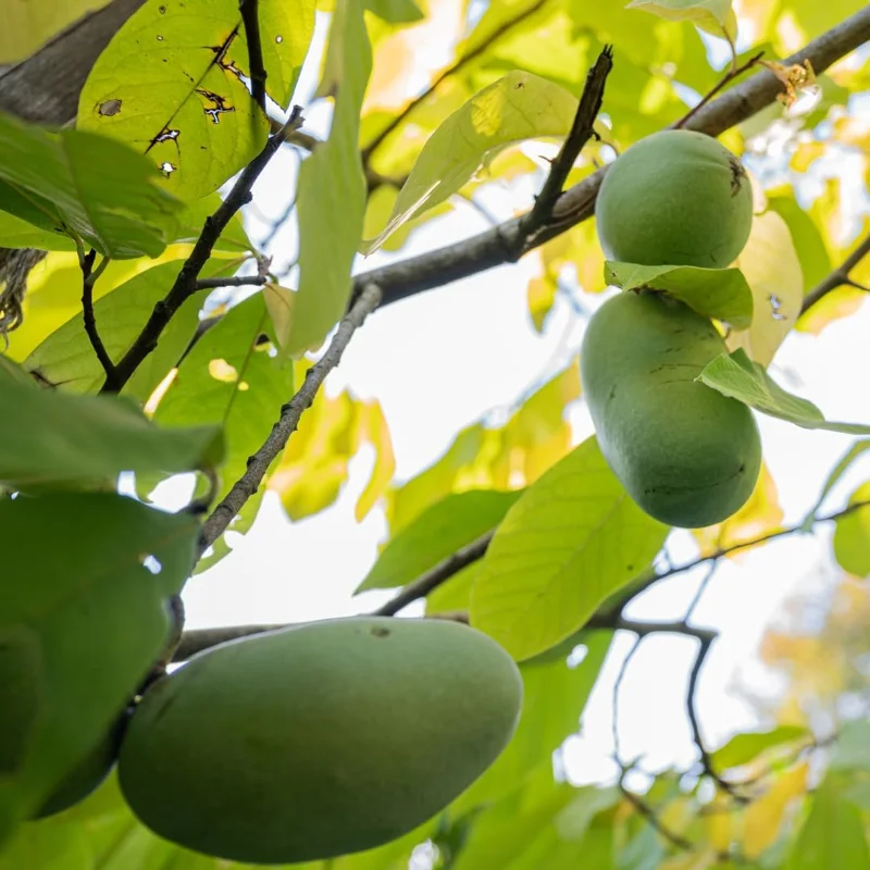 Set of 2 Pawpaw Tree Bare Root Plants, Live Fruit Trees, 6-12 Inch Tall, Outdoor - Image 8