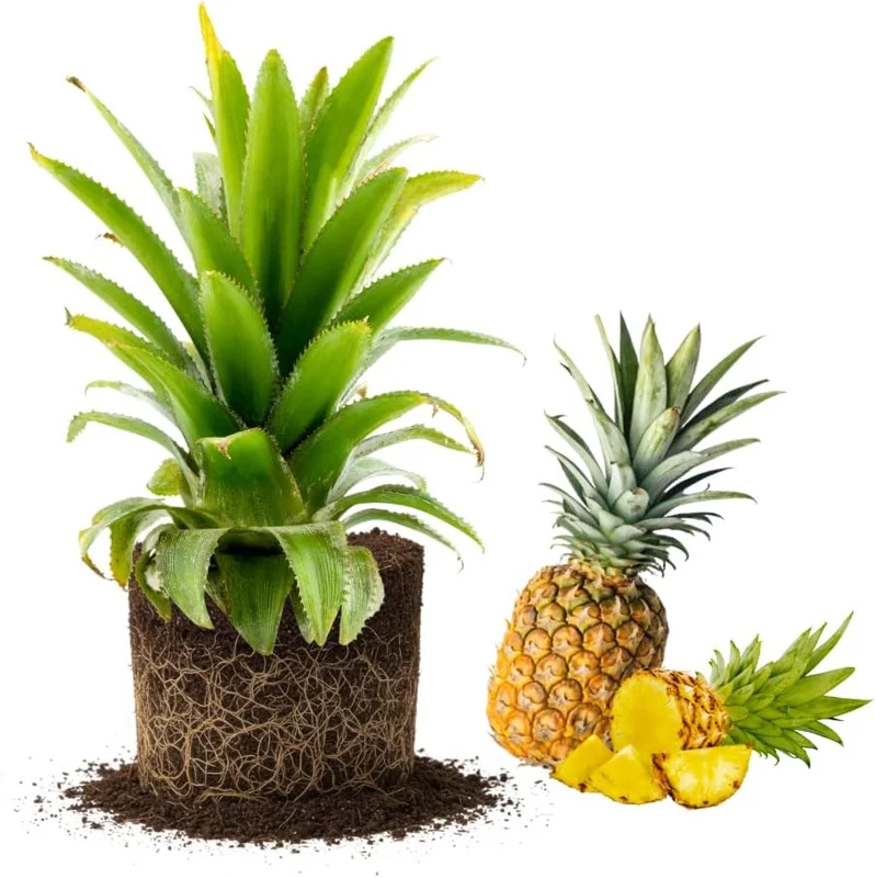 Set of 2 Pineapple Plants Live, Tropical Fruit Shrubs, 4 to 8 Inch Tall, Outdoor - Image 2