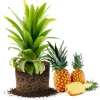 Set of 2 Pineapple Plants Live, Tropical Fruit Shrubs, 4 to 8 Inch Tall, Outdoor - Image 1