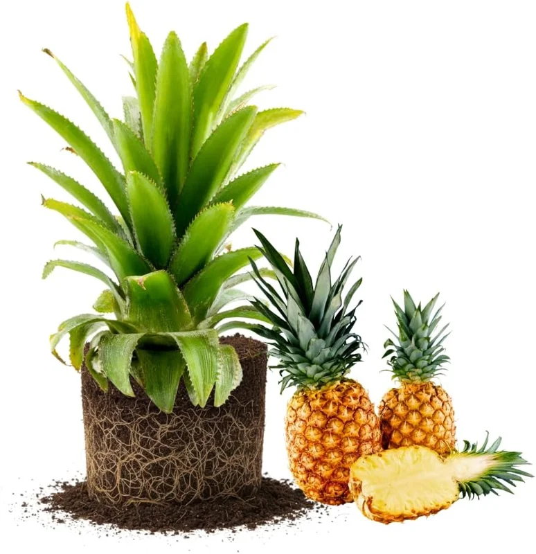 Set of 2 Pineapple Plants Live, Tropical Fruit Shrubs, 4 to 8 Inch Tall, Outdoor - Image 1