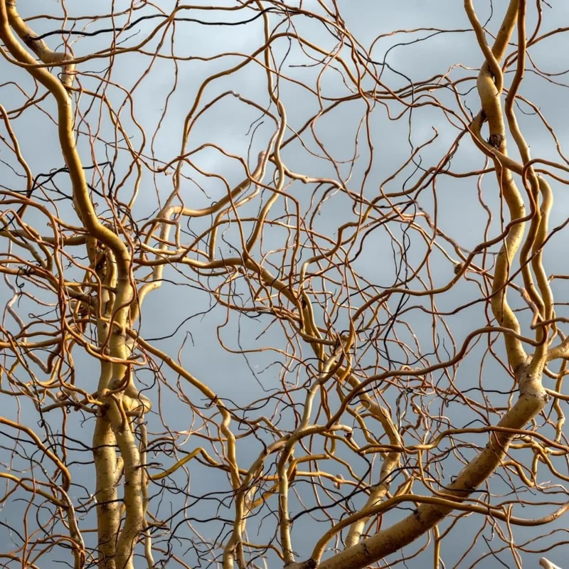 Set of 2 Pussy Willow Bare Roots Live Plant, 1-2 ft Tall, Winter Dormant, Outdoor - Image 2