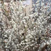 Set of 2 Pussy Willow Bare Roots Live Plant, 1-2 ft Tall, Winter Dormant, Outdoor - Image 1
