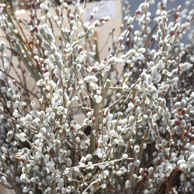 Set of 2 Pussy Willow Bare Roots Live Plant, 1-2 ft Tall, Winter Dormant, Outdoor - Image 1