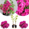 Set of 2 Variegated Purple Bougainvillea Live Plants, 5-8 Inches Tall, Tropical Perennial for Outdoor or Indoor - Image 1