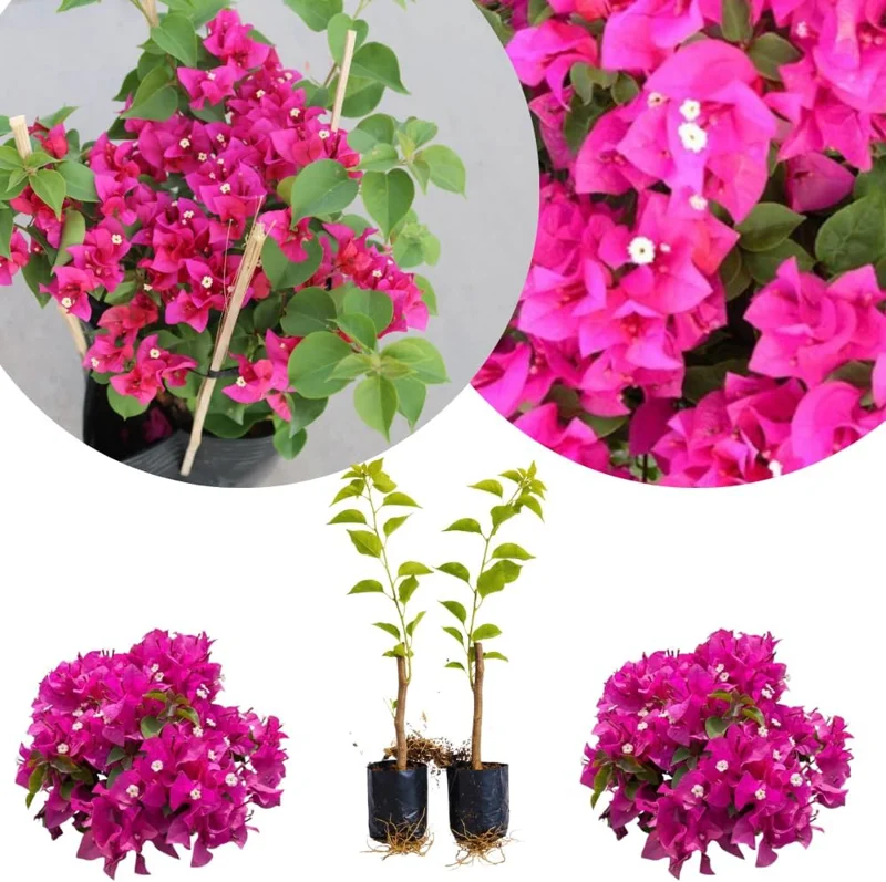 Set of 2 Variegated Purple Bougainvillea Live Plants, 5-8 Inches Tall, Tropical Perennial for Outdoor or Indoor - Image 1
