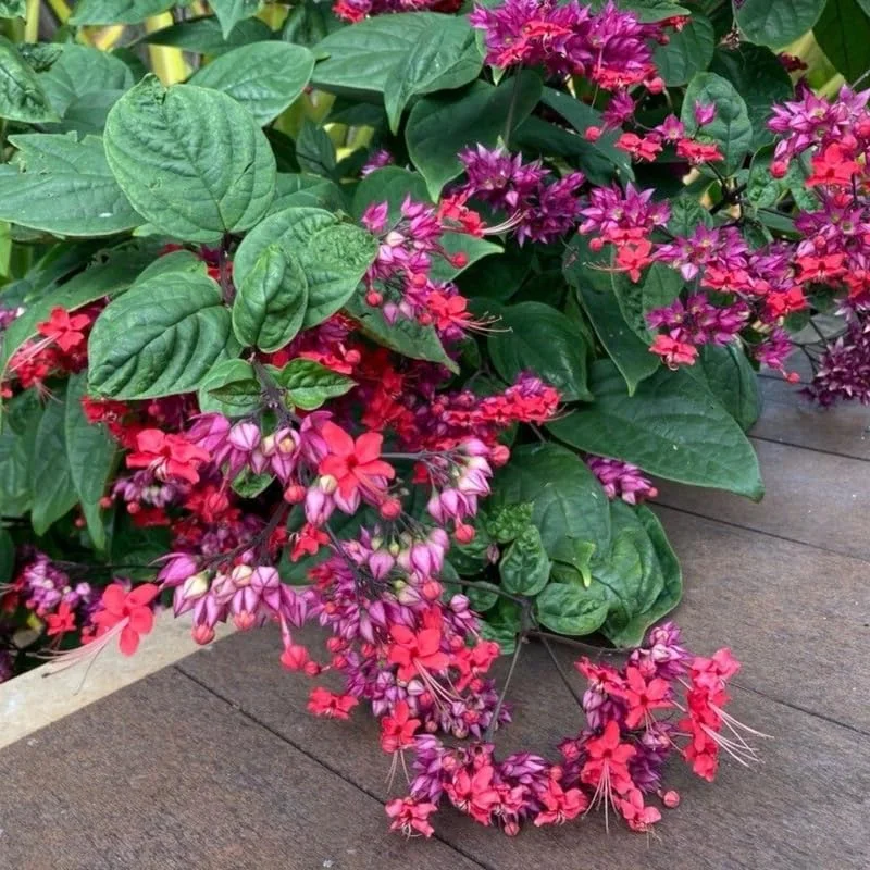 Set of 2 White Bleeding Heart Vine Live Plants - Bell Shaped Flowers - Image 2