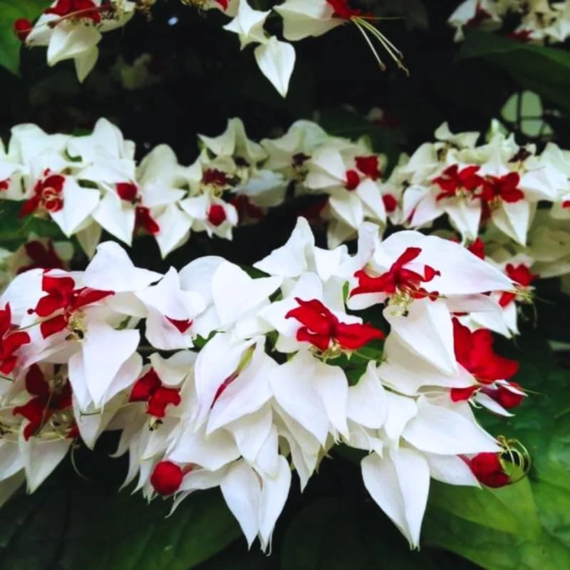 Set of 2 White Bleeding Heart Vine Live Plants - Bell Shaped Flowers - Image 3