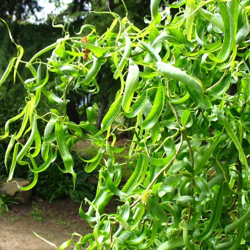 Set of 2 Willow Bare Root Trees, 1-2 Ft Tall Live Dormant Plants, Outdoor - Image 1