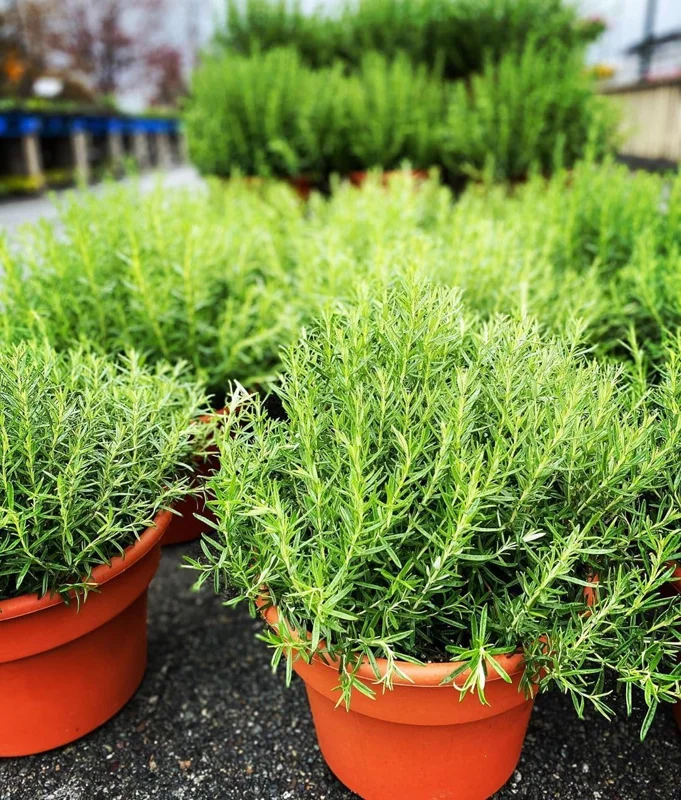 Set of 3 Blue Rosemary Live Plants 4-8 Inches Tall - Fragrant Outdoor Herb - Image 3