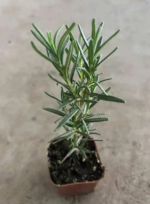 Set of 3 Blue Rosemary Live Plants 4-8 Inches Tall - Fragrant Outdoor Herb - Image 5