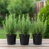 Set of 3 Blue Rosemary Live Plants 4-8 Inches Tall - Fragrant Outdoor Herb - Image 1