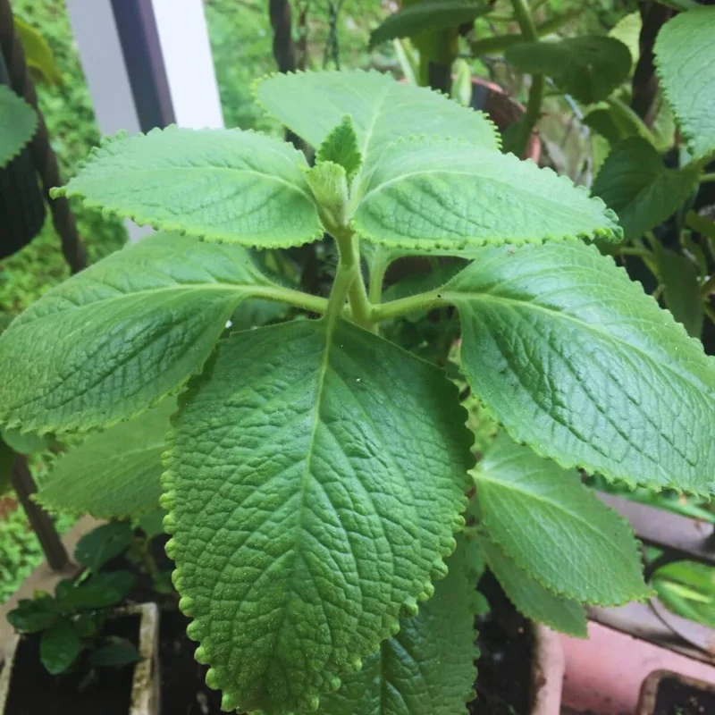 Set of 3 Green Cuban Oregano Live Plants – Mexican Mint Herb – 4+ Inches Tall – Indoor/Outdoor - Image 2