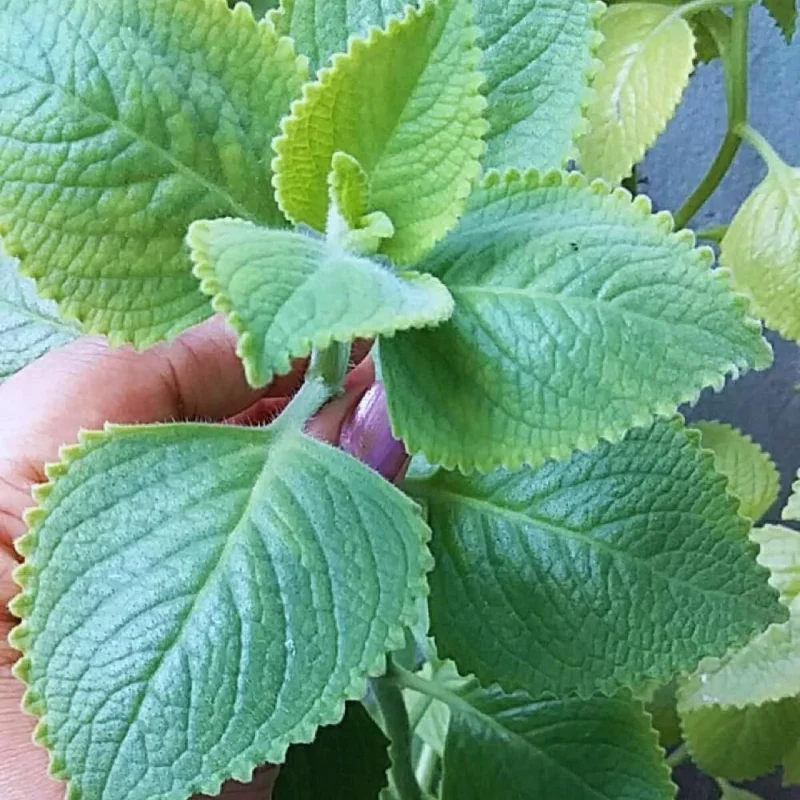 Set of 3 Green Cuban Oregano Live Plants – Mexican Mint Herb – 4+ Inches Tall – Indoor/Outdoor - Image 3