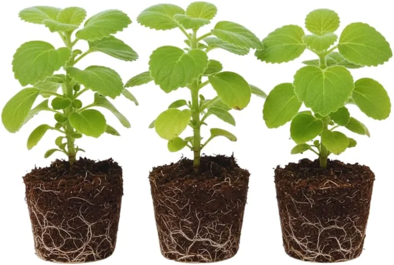 Set of 3 Green Cuban Oregano Live Plants – Mexican Mint Herb – 4+ Inches Tall – Indoor/Outdoor - Image 1