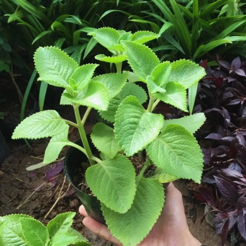 Set of 3 Green Cuban Oregano Live Plants – Mexican Mint Herb – 4+ Inches Tall – Indoor/Outdoor - Image 4