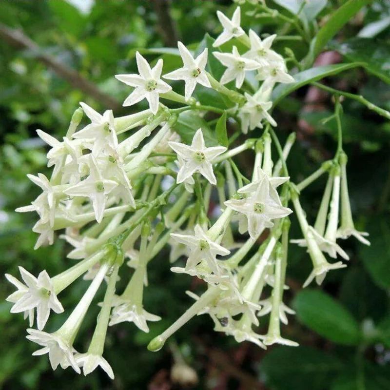 Set of 3 Night Blooming Jasmine Live Plants, 4-6" Tall, Fragrant Shrub - Image 2