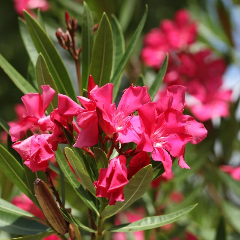 Set of 3 Pink Oleander Live Plants – Fragrant Bush – 4-7 inches Tall – Outdoor - Image 2