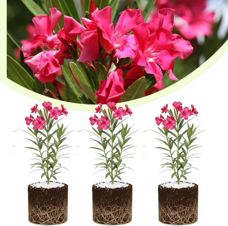 Set of 3 Pink Oleander Live Plants – Fragrant Bush – 4-7 inches Tall – Outdoor - Image 1