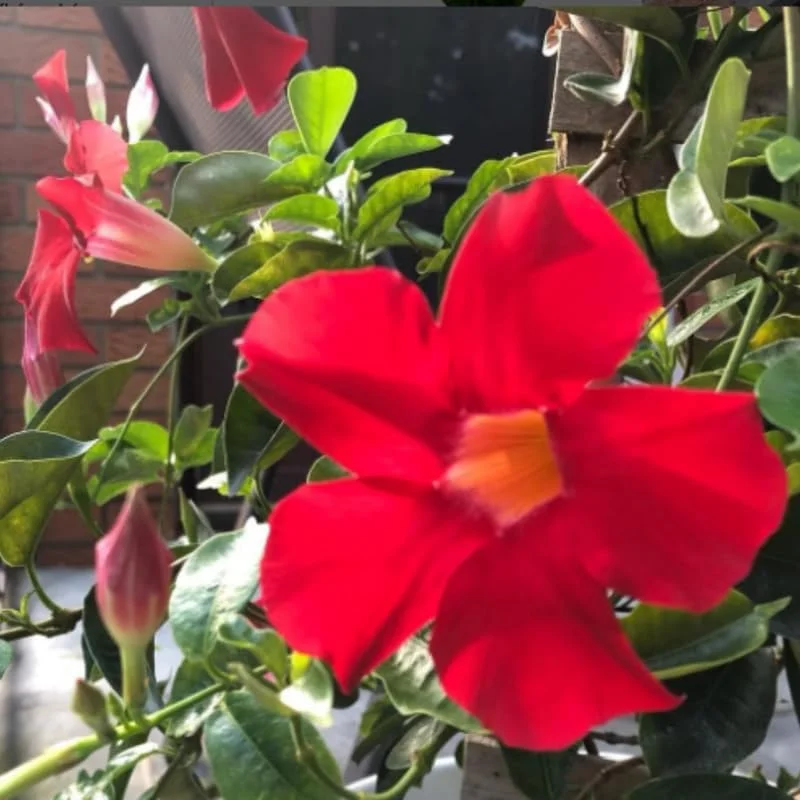 Set of 3 Red Mandevilla Plants Live - Flowering Vine for Garden & Patio, 5-7 inches - Image 2