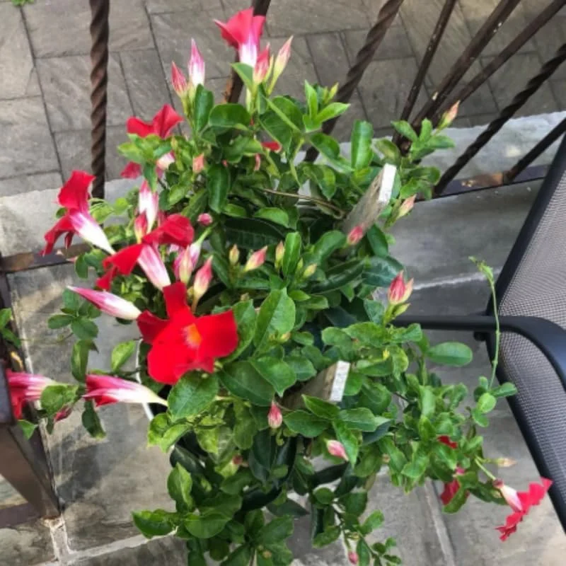 Set of 3 Red Mandevilla Plants Live - Flowering Vine for Garden & Patio, 5-7 inches - Image 3