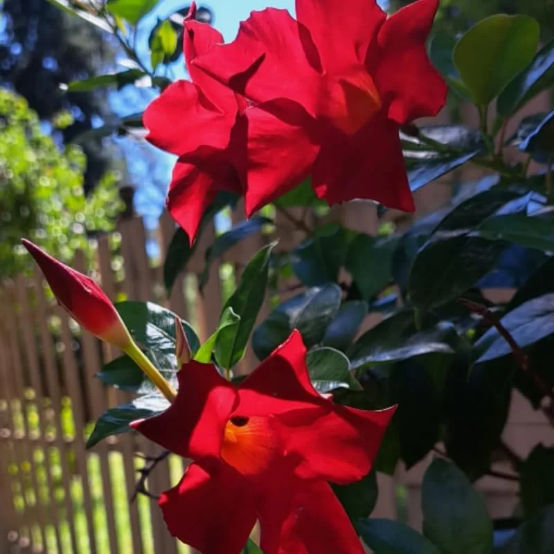 Set of 3 Red Mandevilla Plants Live - Flowering Vine for Garden & Patio, 5-7 inches - Image 4