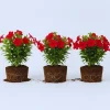 Set of 3 Red Mandevilla Plants Live - Flowering Vine for Garden & Patio, 5-7 inches - Image 1