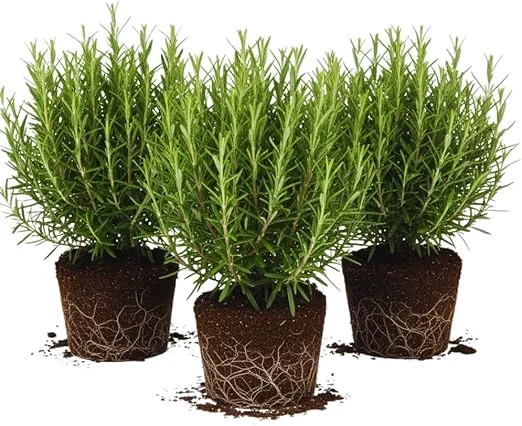 Set of 3 Rosemary Live Plants - 3 to 5 Inches Tall, Perennial Herb for Full Sun - Image 2
