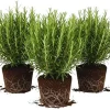 Set of 3 Rosemary Live Plants - 3 to 5 Inches Tall, Perennial Herb for Full Sun - Image 1