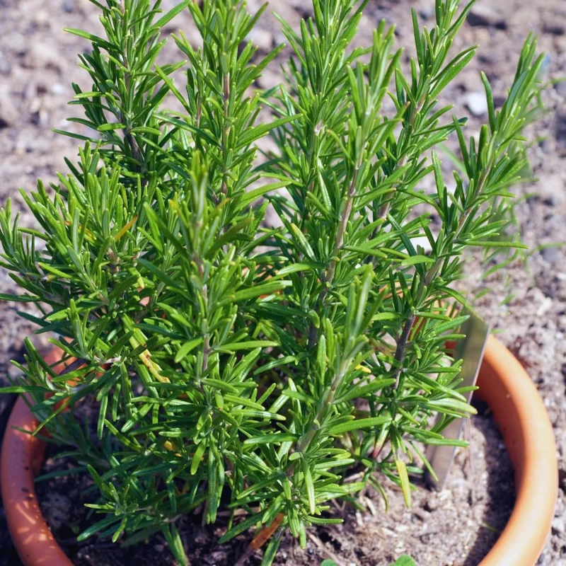 Set of 3 Rosemary Live Plants, 4-6 Inches Tall, Aromatic Herb for Culinary & Garden - Image 2