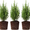 Set of 3 Rosemary Live Plants, 4-6 Inches Tall, Aromatic Herb for Culinary & Garden - Image 1