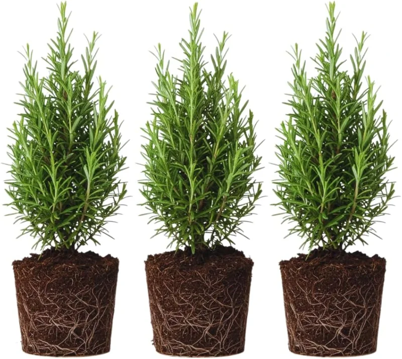 Set of 3 Rosemary Live Plants, 4-6 Inches Tall, Aromatic Herb for Culinary & Garden - Image 1