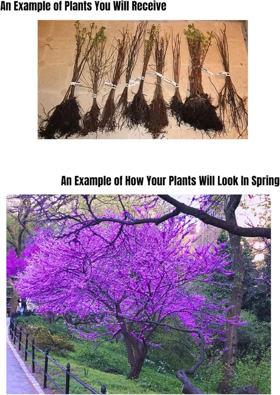 Set of 5 Eastern Redbud Trees Live Plants Bare Roots - 12-24 Inches Tall, Dormant American Red Bud Tree - Image 2