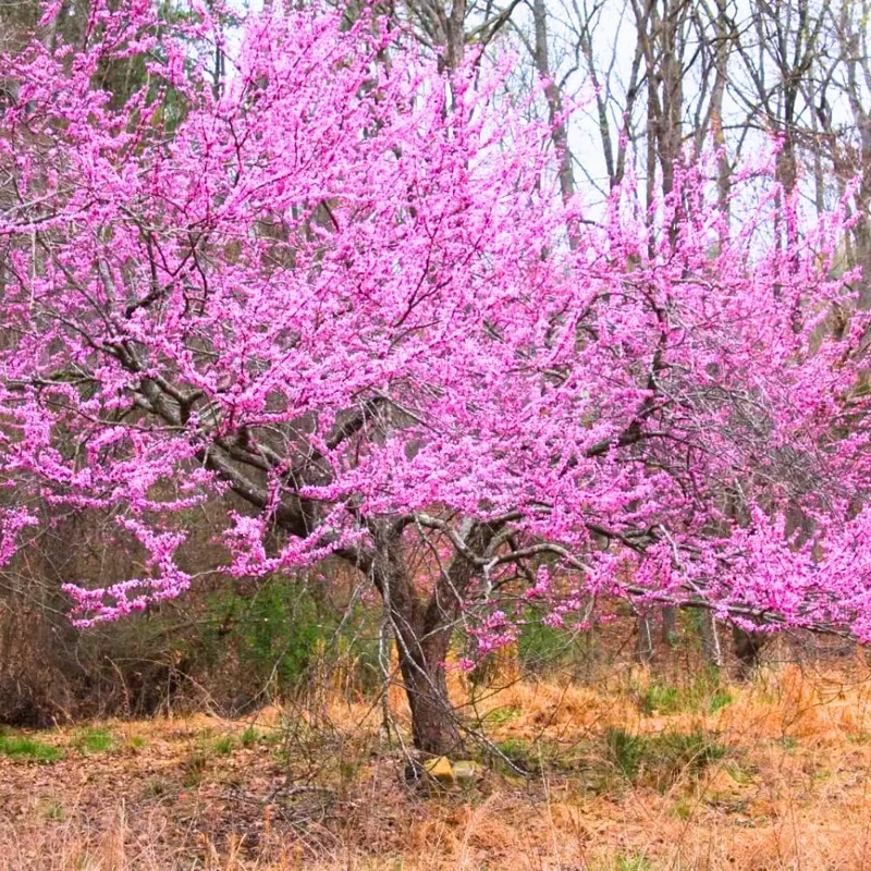 Set of 5 Eastern Redbud Trees Live Plants Bare Roots - 12-24 Inches Tall, Dormant American Red Bud Tree - Image 3