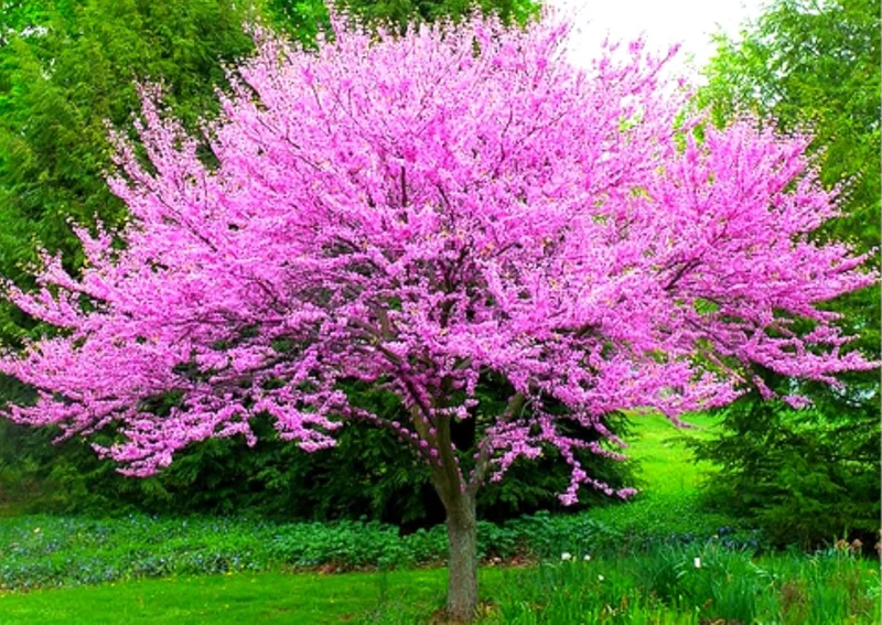 Set of 5 Eastern Redbud Trees Live Plants Bare Roots - 12-24 Inches Tall, Dormant American Red Bud Tree - Image 4