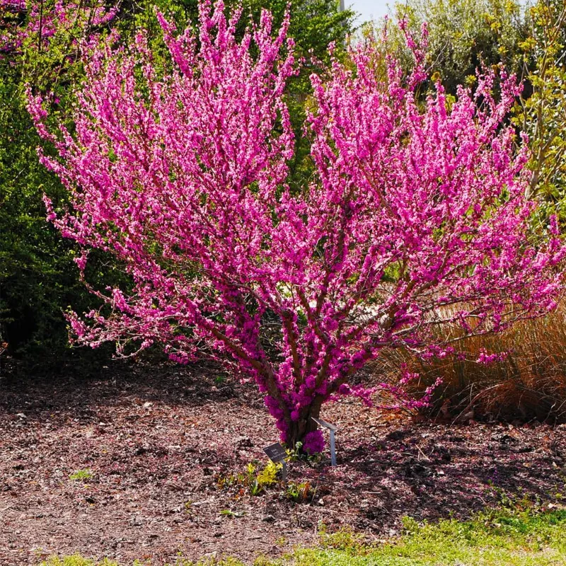 Set of 5 Eastern Redbud Trees Live Plants Bare Roots - 12-24 Inches Tall, Dormant American Red Bud Tree - Image 5