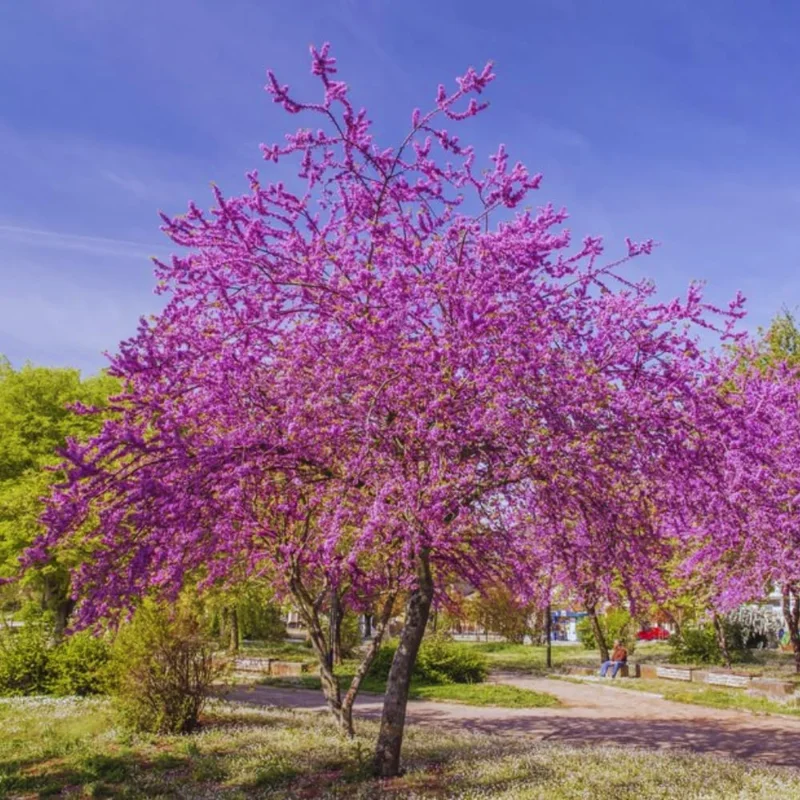 Set of 5 Eastern Redbud Trees Live Plants Bare Roots - 12-24 Inches Tall, Dormant American Red Bud Tree - Image 7