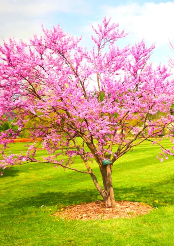 Set of 5 Eastern Redbud Trees Live Plants Bare Roots - 12-24 Inches Tall, Dormant American Red Bud Tree - Image 8