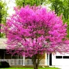 Set of 5 Eastern Redbud Trees Live Plants Bare Roots - 12-24 Inches Tall, Dormant American Red Bud Tree - Image 1