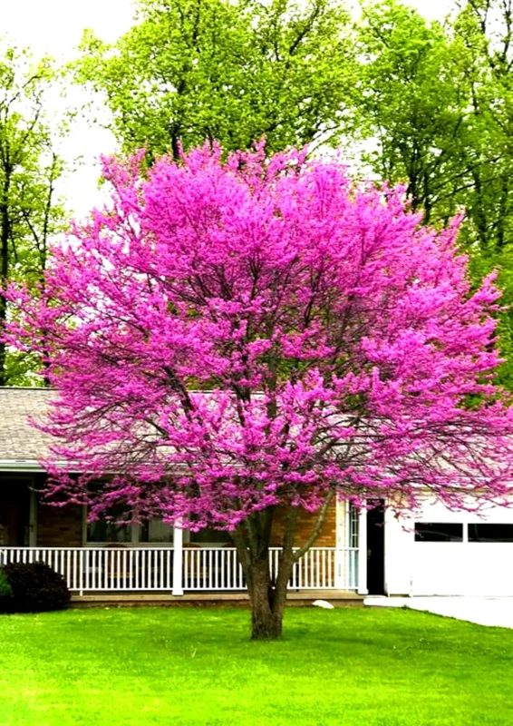 Set of 5 Eastern Redbud Trees Live Plants Bare Roots - 12-24 Inches Tall, Dormant American Red Bud Tree - Image 1